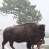 Bisons