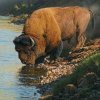 Bisons