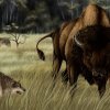 Bisons