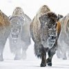 Bisons