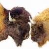 Bisons