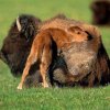 Bisons
