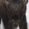 Bisons