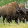 Bisons