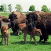 Bisons