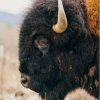 Bisons