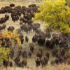 Bisons