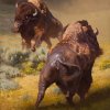 Bisons