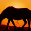 Chevaux