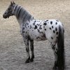 Chevaux