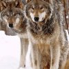 Loups