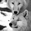 Loups