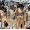 Loups