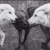 Loups