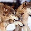 Loups