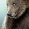 Ours