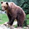 Ours
