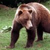 Ours
