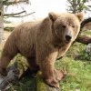Ours