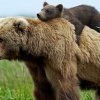 Ours