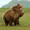 Ours