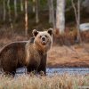 Ours