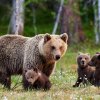 Ours